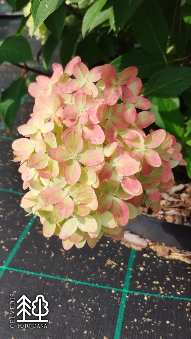 Hydrangea paniculata   GRAFFITI = 'Rou201406'